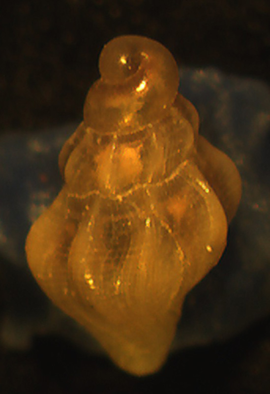 juvenis da identificare